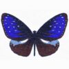 One-of-a-kind butterfly silhouette rug handcrafted to your exact specifications and color preferences