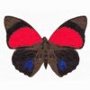 butterfly arearug with blue and red color